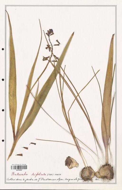 Bellevalia trifoliata  (Asparagaceae)