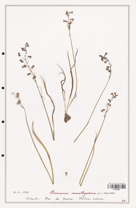 Brimeura amesthystina  (Asparagaceae)