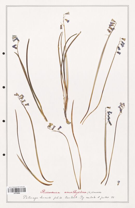 Brimeura amesthystina  (Asparagaceae)