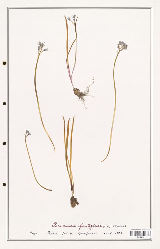 Brimeura fastigiata  (Asparagaceae)