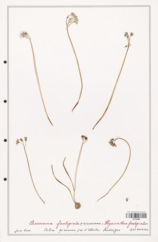 Brimeura fastigiata  (Asparagaceae)