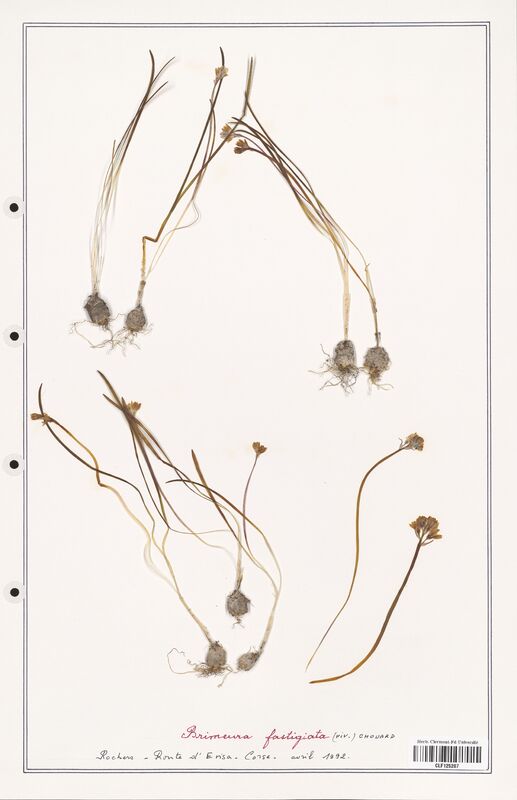 Brimeura fastigiata  (Asparagaceae)