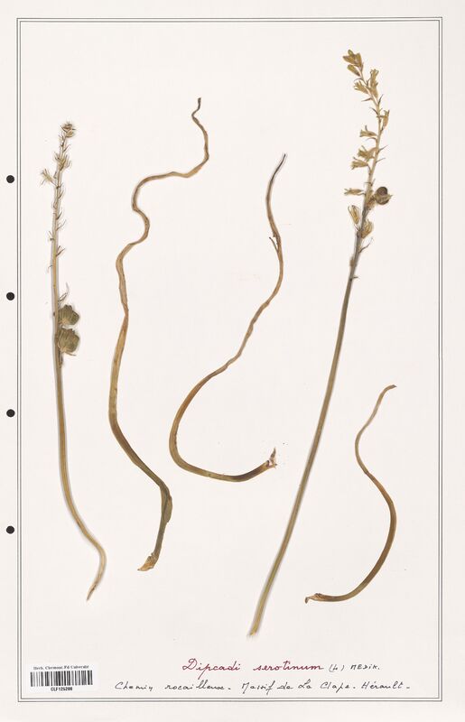 Dipcadi serotinum  (Asparagaceae)