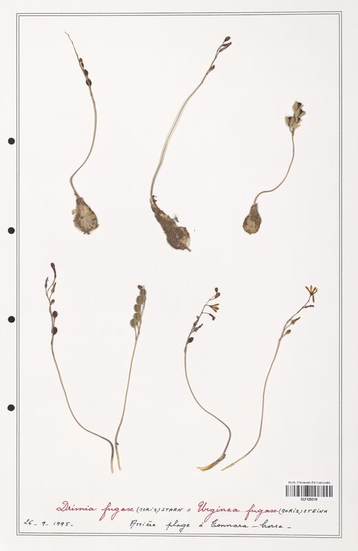 Drimia fugax  (Asparagaceae)