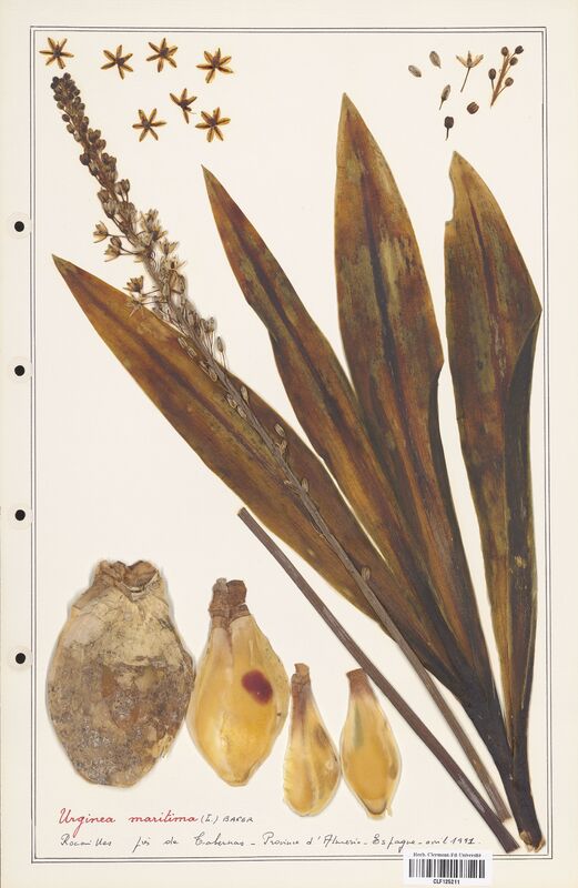 Urginea maritima  (Asparagaceae)
