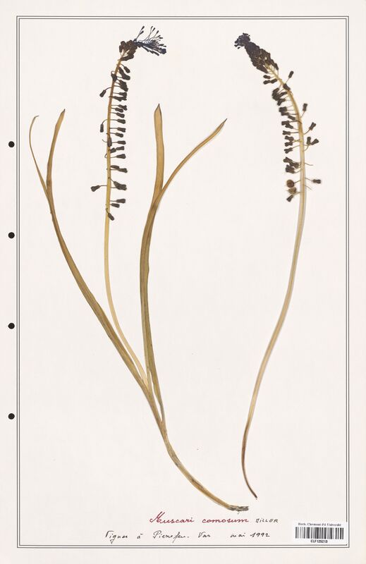 Muscari comosum  (Asparagaceae)