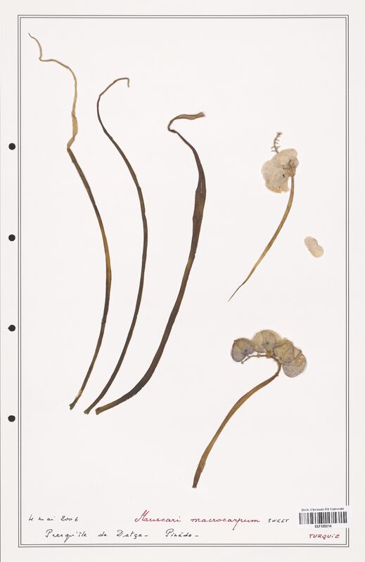 Muscari macrocarpum  (Asparagaceae)