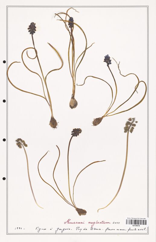 Muscari neglectum  (Asparagaceae)