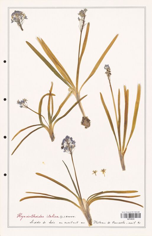 Hyacinthoides italica  (Asparagaceae)