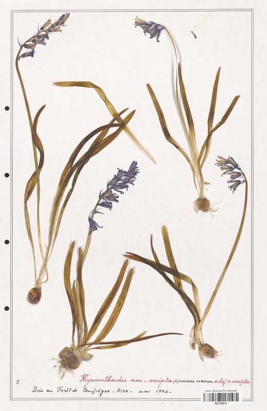 Hyacinthoides non_scripta  (Asparagaceae)