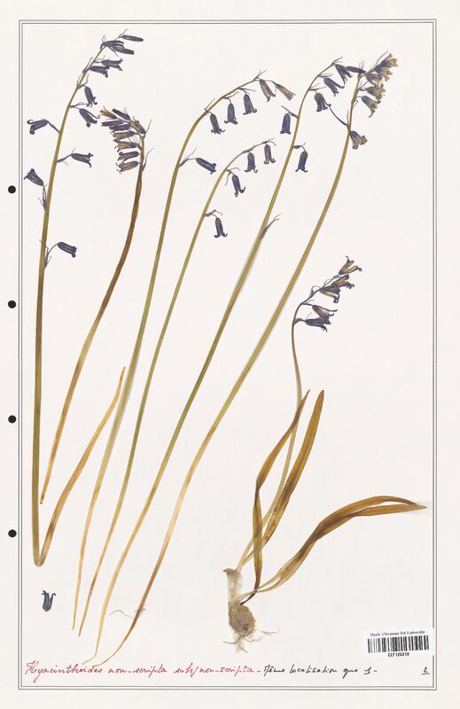 Hyacinthoides non_scripta  (Asparagaceae)