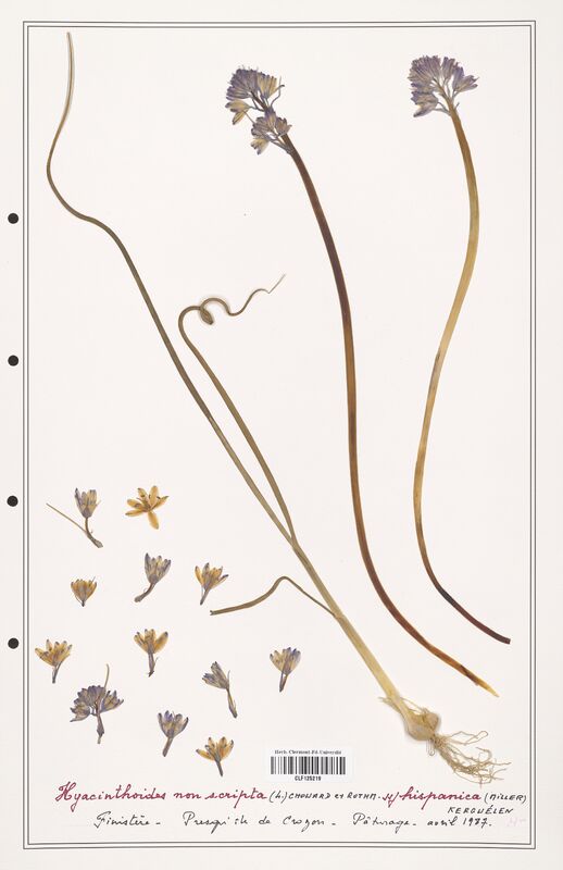 Hyacinthoides non_scripta  (Asparagaceae)
