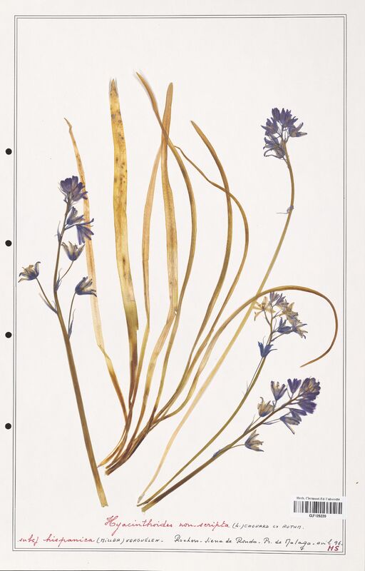 Hyacinthoides non_scripta  (Asparagaceae)