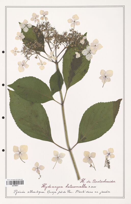 Hydrangea heteromalla  (Asparagaceae)