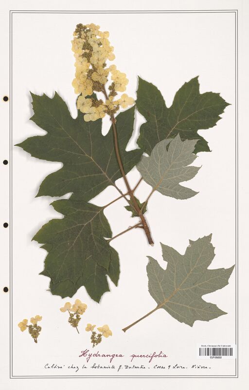 Hydrangea quercifolia  (Asparagaceae)