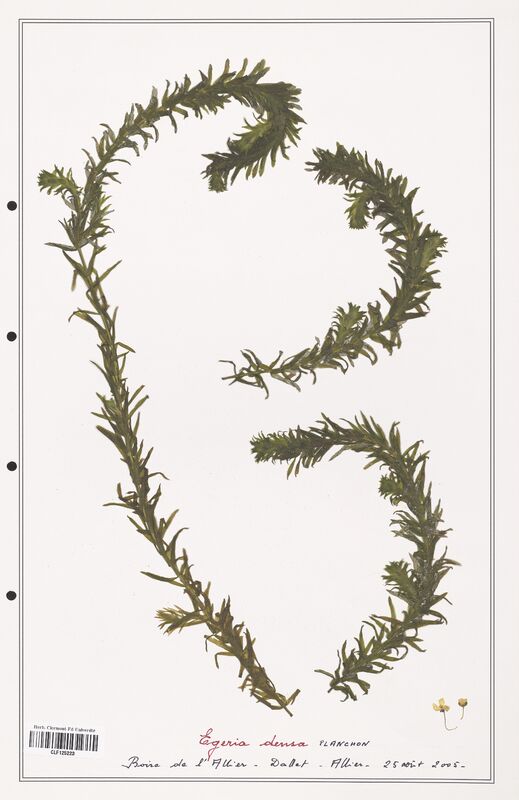 Egeria densa  (Asparagaceae)