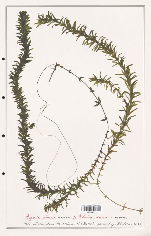 Egeria densa  (Asparagaceae)