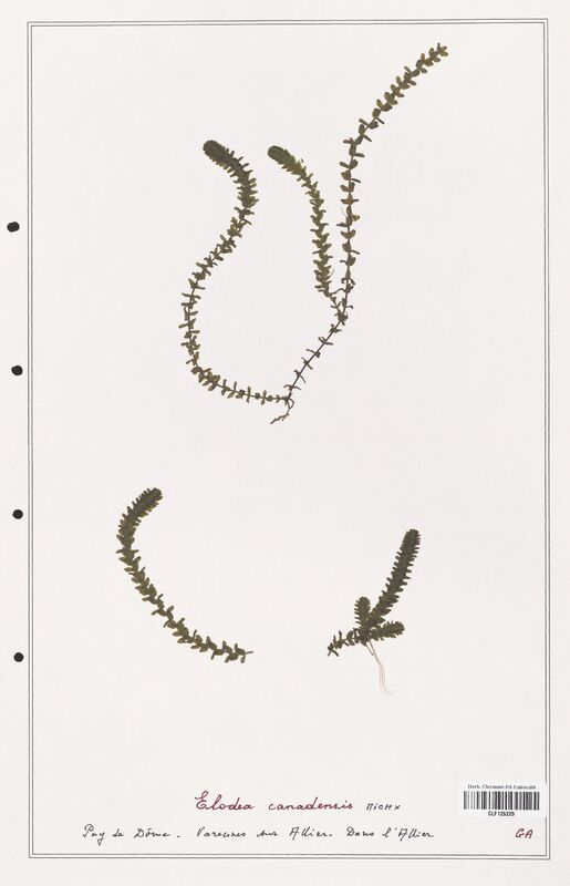 Elodea canadensis  (Asparagaceae)