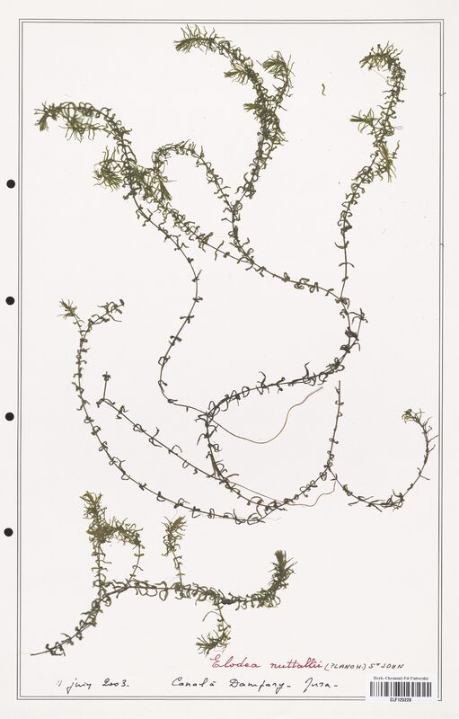 Elodea nutallii  (Asparagaceae)