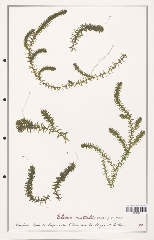 Elodea nutallii  (Asparagaceae)