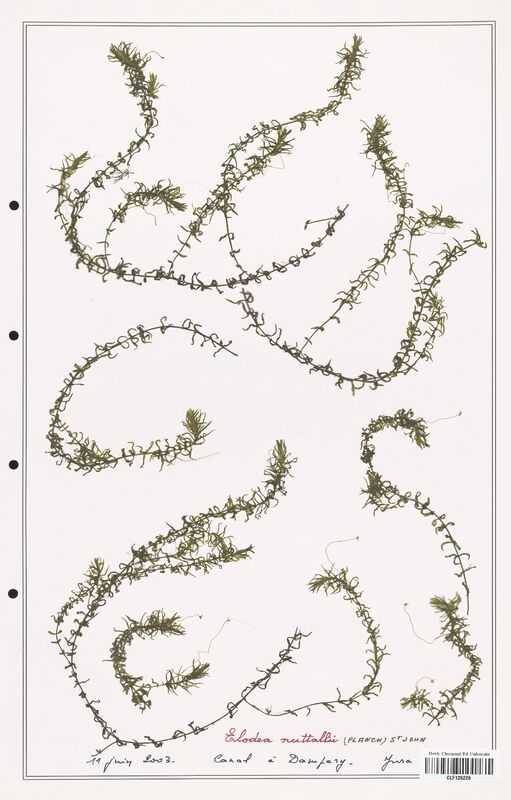 Elodea nutallii  (Asparagaceae)