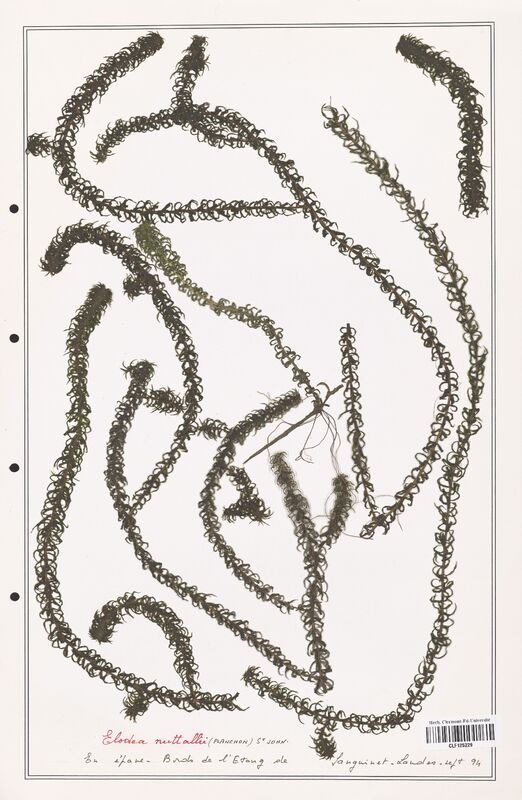 Elodea nutallii  (Asparagaceae)