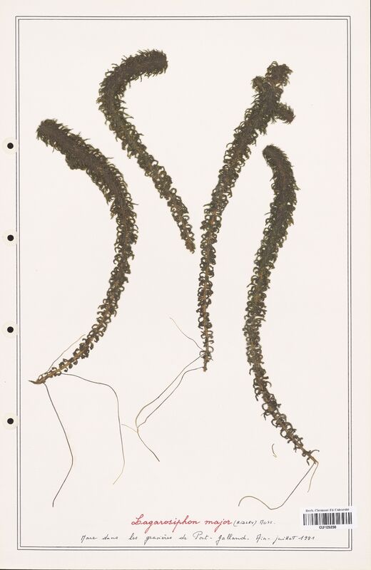 Lagarosiphon major  (Asparagaceae)