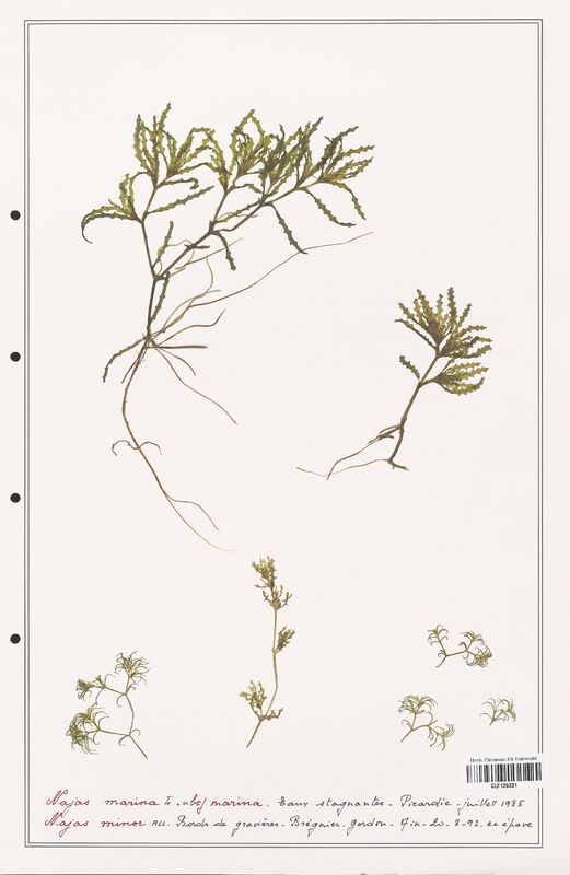 Najas marina  (Asparagaceae)