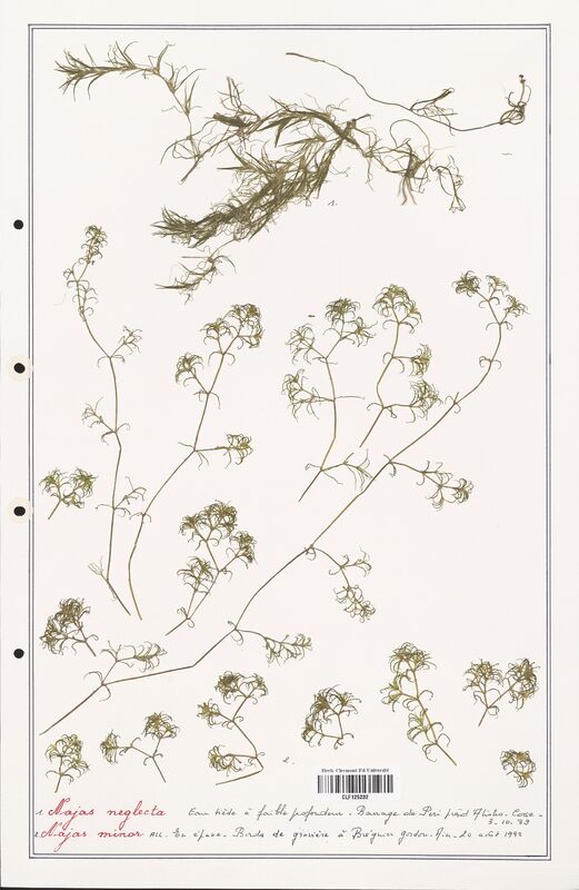 Najas neglecta  (Asparagaceae)