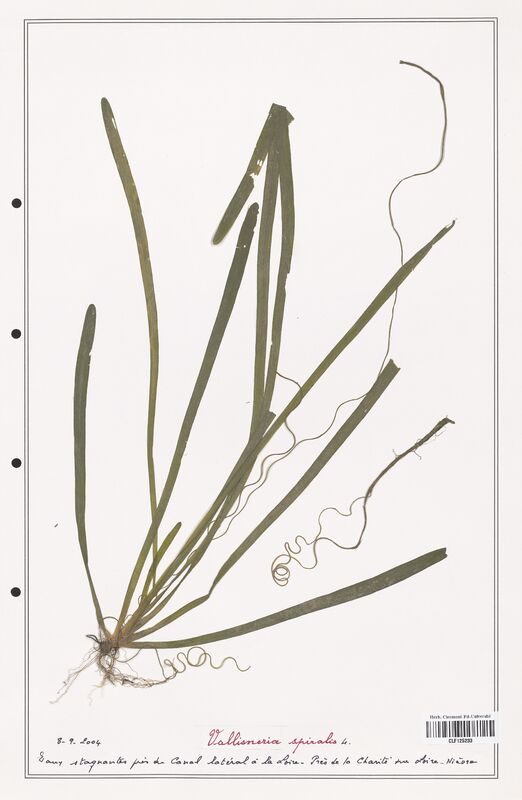 Vallisneria spiralis  (Asparagaceae)