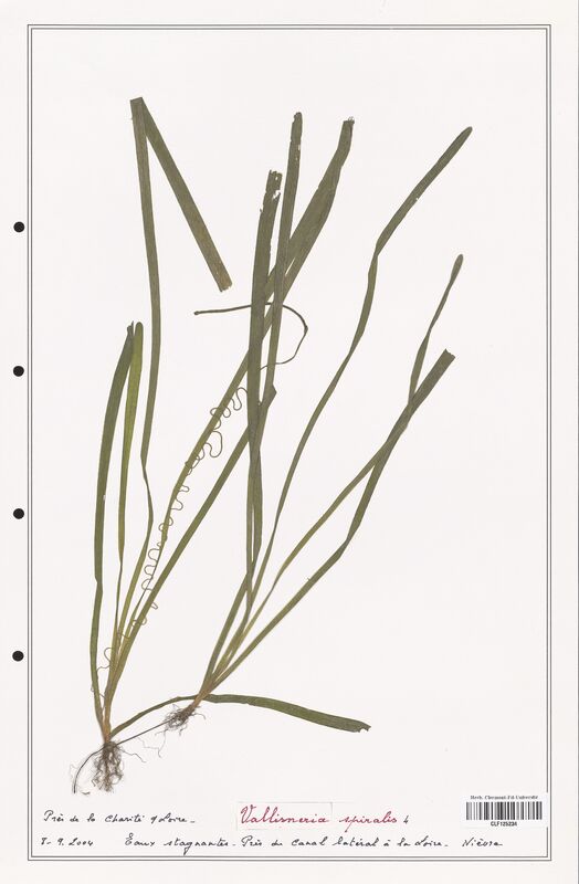 Vallisneria spiralis  (Asparagaceae)