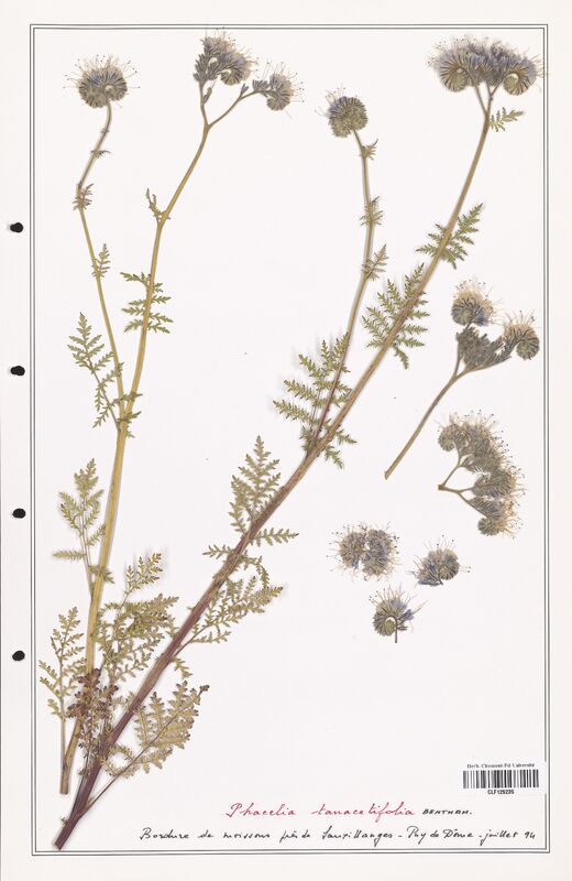 Phacelia tanacetifolia  (Asparagaceae)