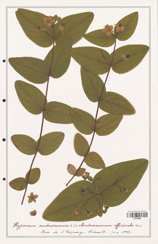 Hypericum androsaeum  (Hypericeae)