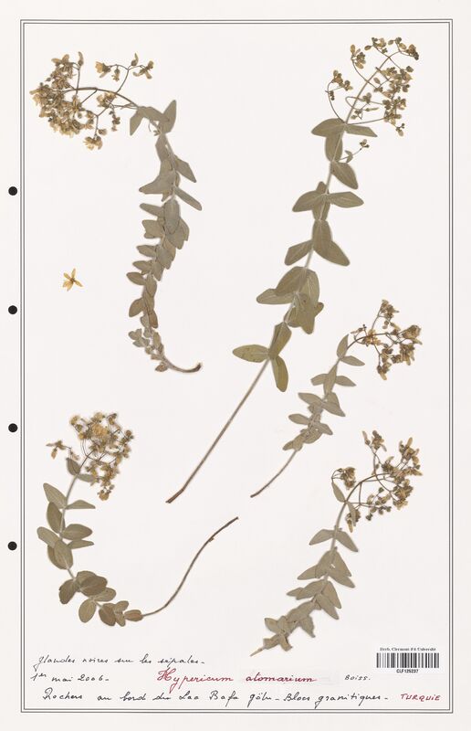 Hypericum atomarium  (Hypericeae)