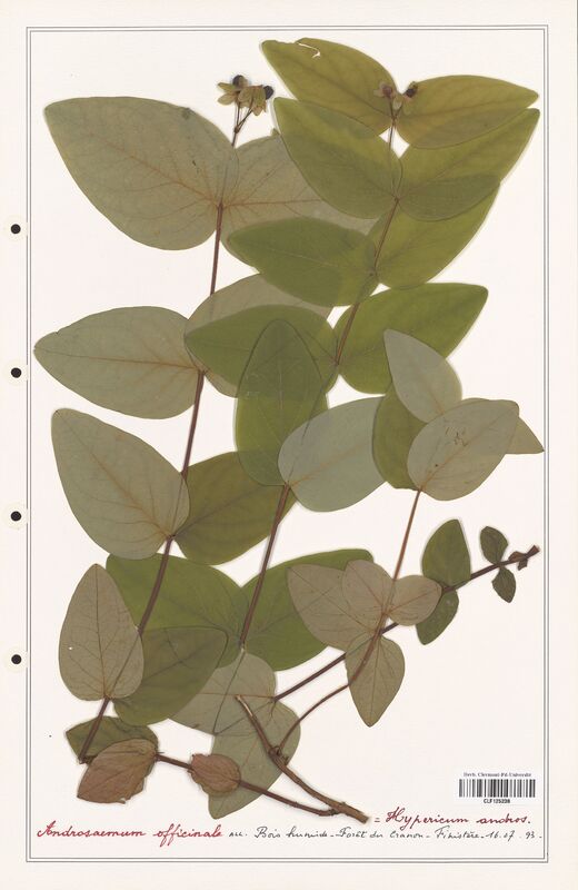 Androsaemum officinale  (Hypericeae)