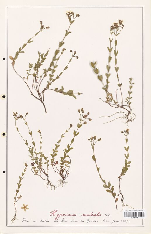 Hypericum australis  (Hypericeae)