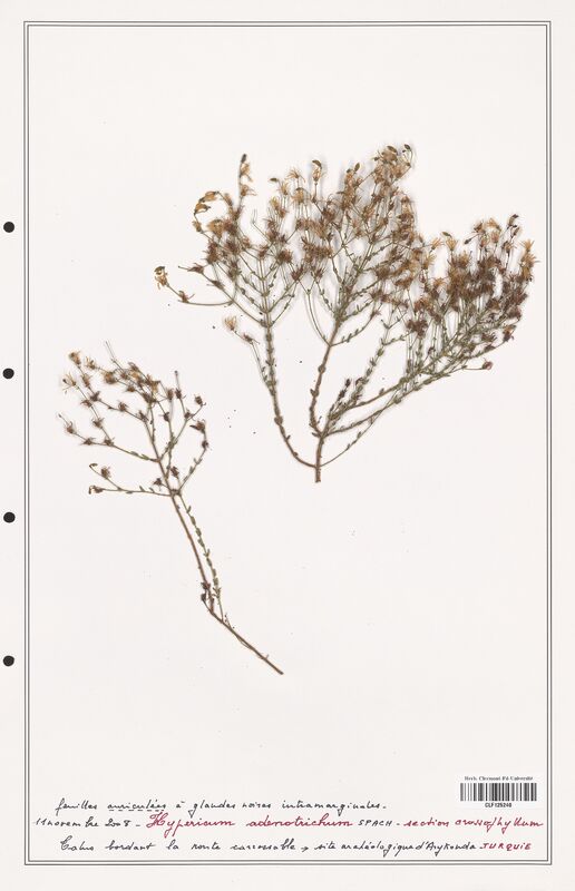 Hypericum adenotrichum  (Hypericeae)