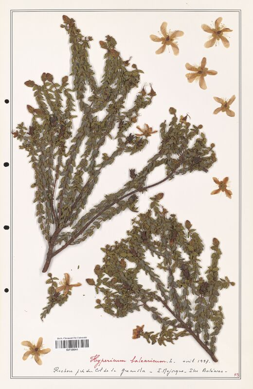 Hypericum balearicum  (Hypericeae)