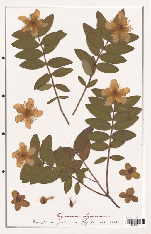 Hypericum calycinum  (Hypericeae)