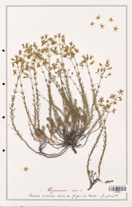 Hypericum coris  (Hypericeae)