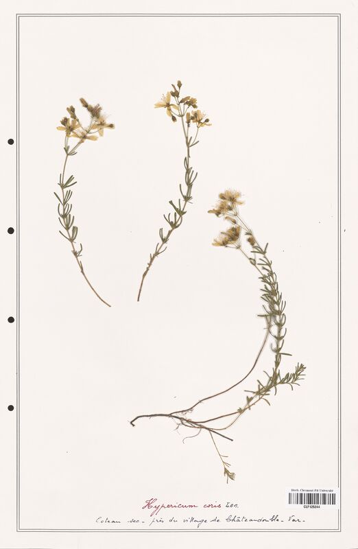 Hypericum coris  (Hypericeae)