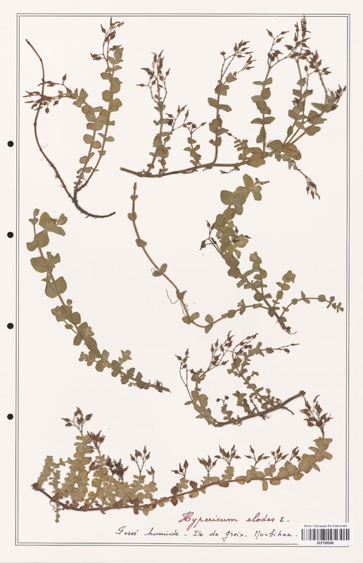 Hypericum elodes  (Hypericeae)