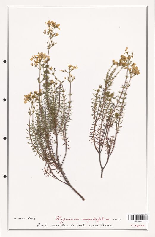 Hypericum empetrifolium  (Hypericeae)