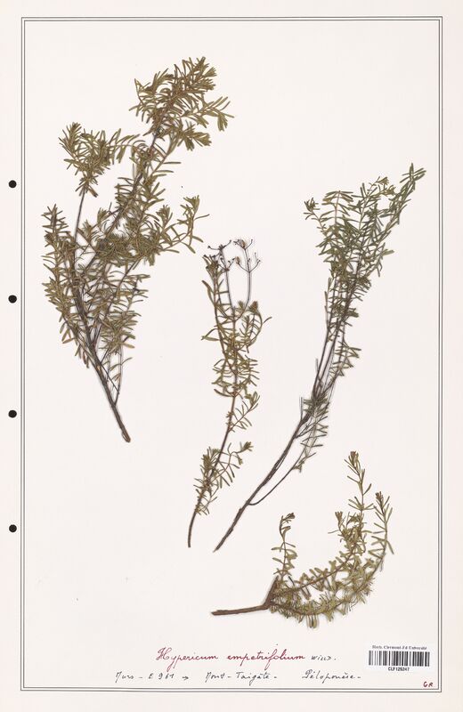 Hypericum empetrifolium  (Hypericeae)