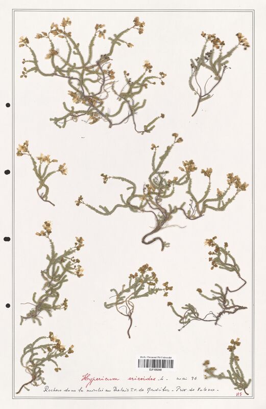 Hypericum ericoides  (Hypericeae)