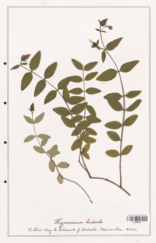 Hypericum hidcote  (Hypericeae)
