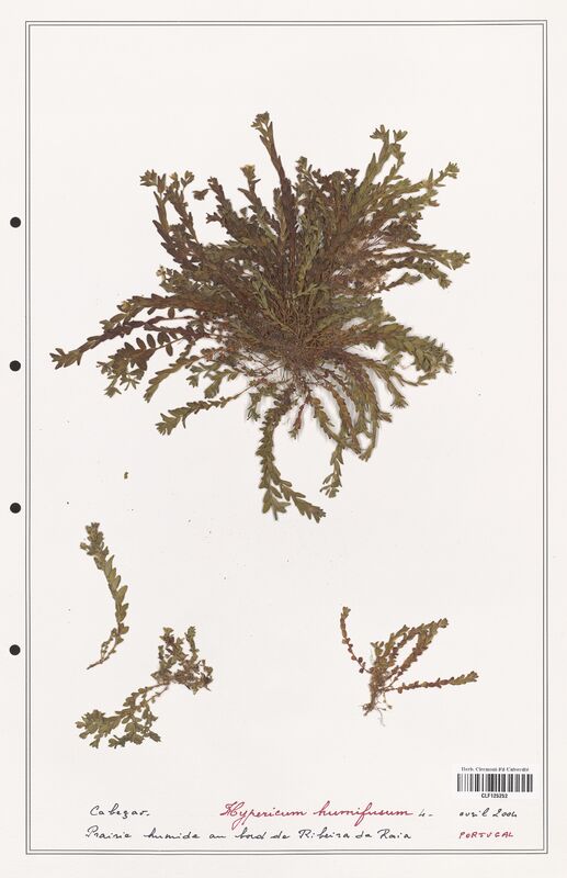 Hypericum humifusum  (Hypericeae)