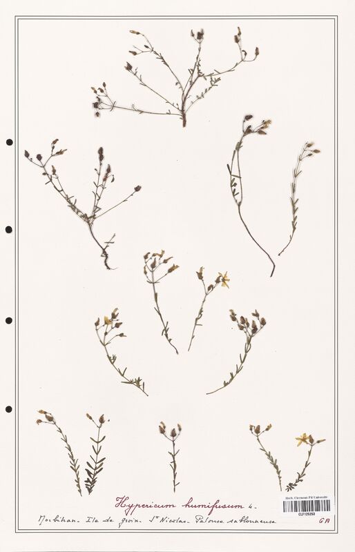 Hypericum humifusum  (Hypericeae)