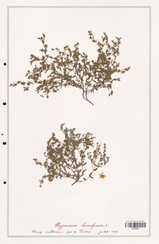 Hypericum humifusum  (Hypericeae)