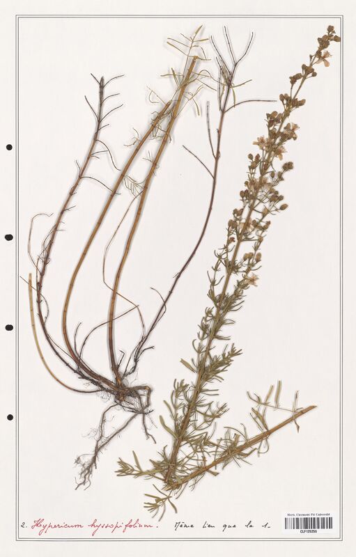 Hypericum hyssopilium  (Hypericeae)